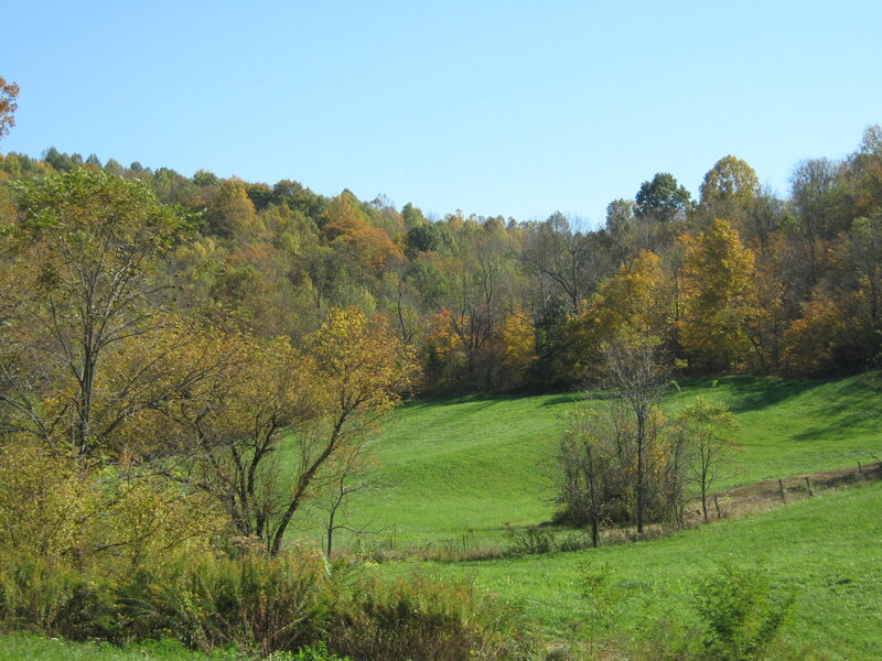 Autumn Forest Hillside — Green, Serene