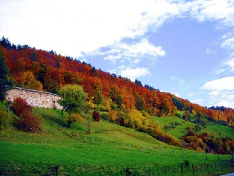 Autumn Forest Hillside — Green