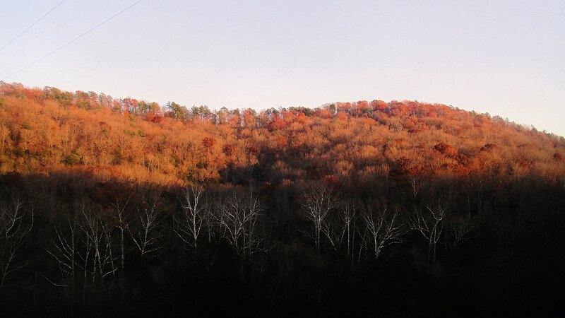 Autumn Forest Hillside — Orange, Serene, Sunset