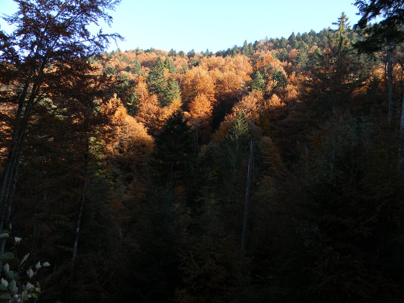 Autumn Forest Hillside — Orange, Serene