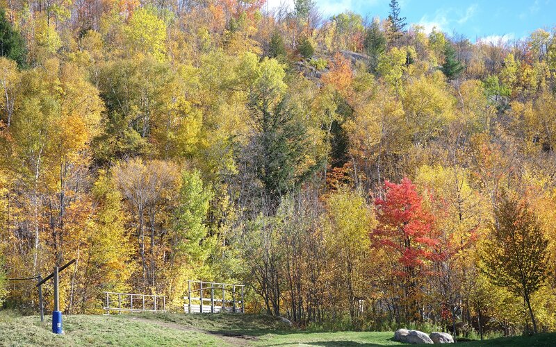 Autumn Forest Hillside — Yellow