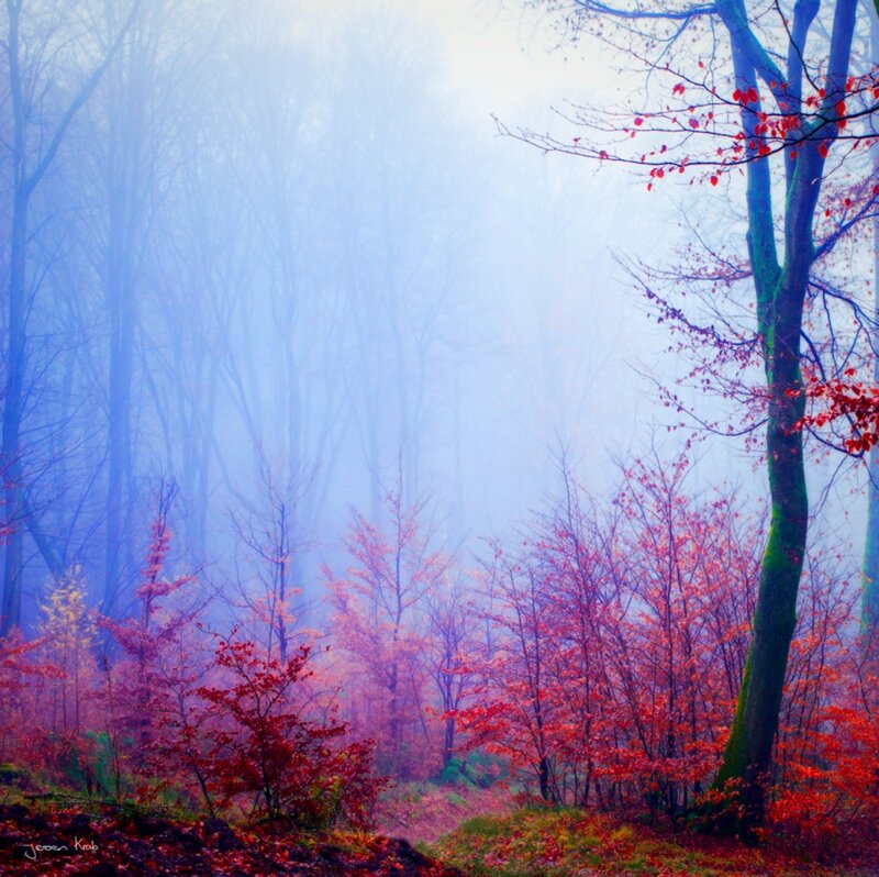 Autumn Forest in Fog — Blue