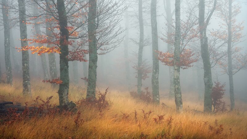Autumn Forest in Fog — Brown, Misty