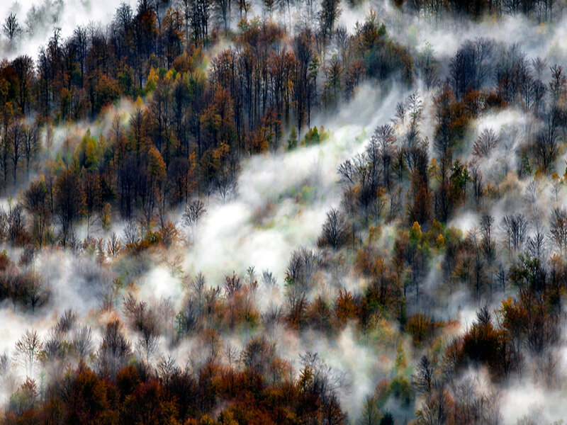 Autumn Forest in Fog — Brown