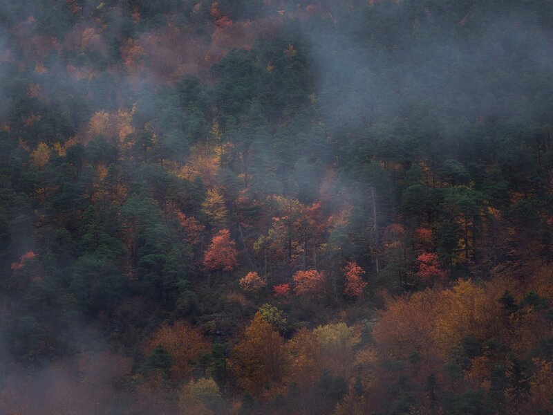 Autumn Forest in Fog — Green, Misty, Photograph, Trees, Mountain
