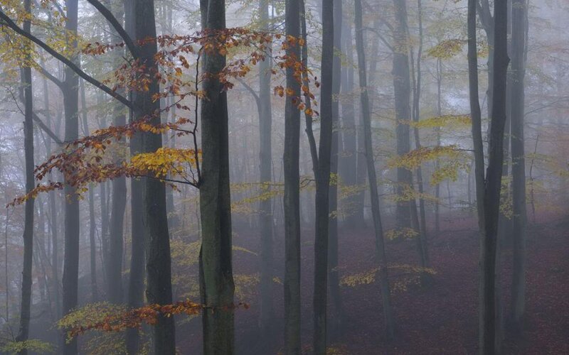 Autumn Forest in Fog — Green, Misty, Photograph, Trees