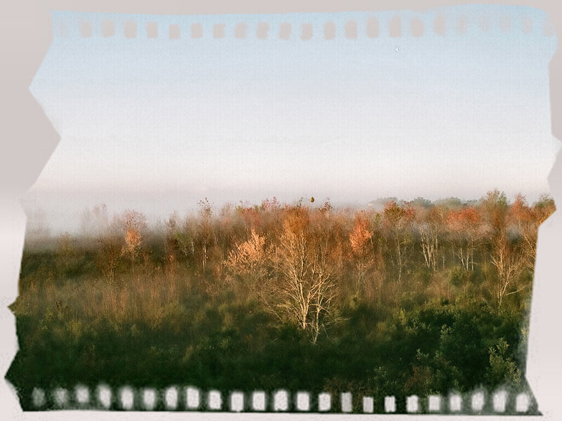 Autumn Forest in Fog — Green, Misty