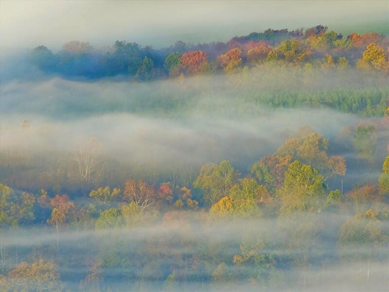 Autumn Forest in Fog — Green, Serene