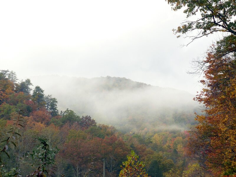 Autumn Forest in Fog — Green