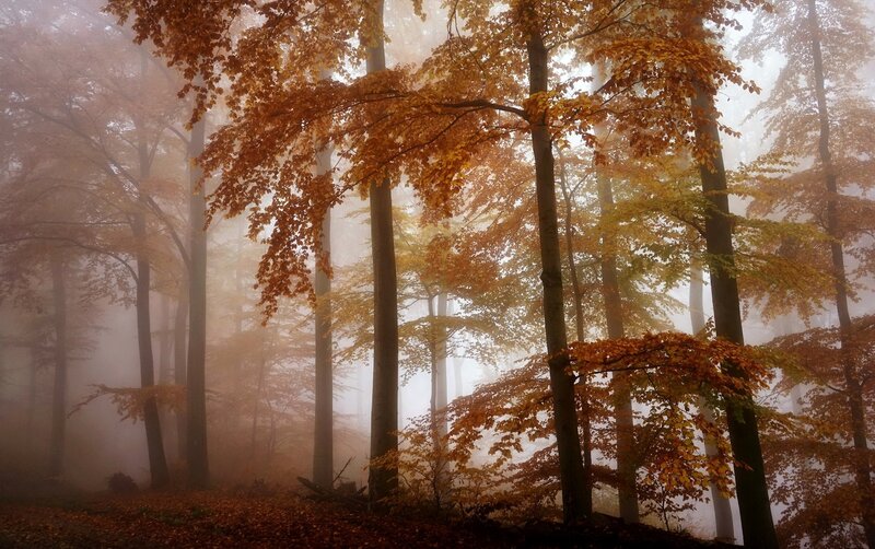 Autumn Forest in Fog — Orange, Misty