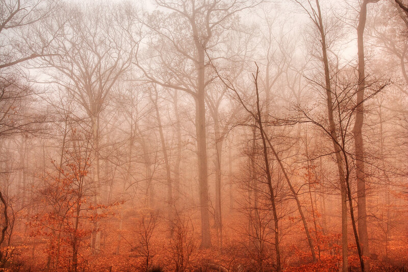 Autumn Forest in Fog — Orange