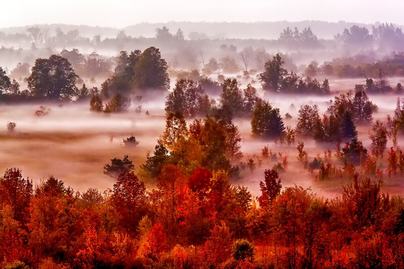 Autumn Forest in Fog — Red