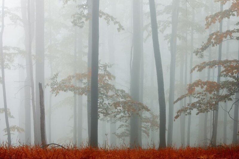 Autumn Forest in Fog