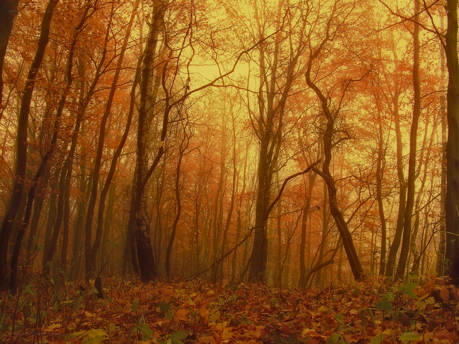 Autumn forest in golden light