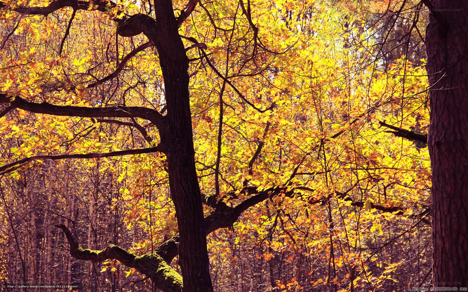 Autumn forest in golden light