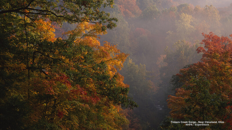 Autumn Forest in Gorge