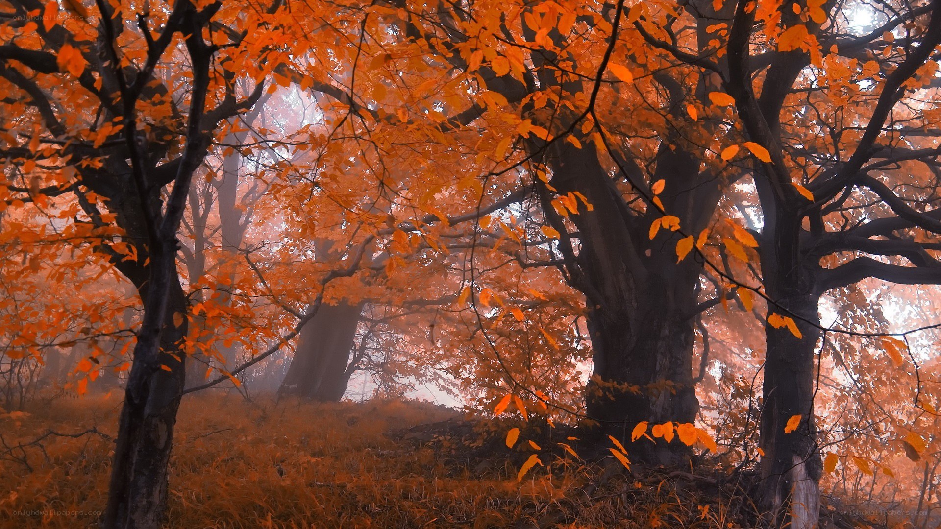 Autumn forest in mist