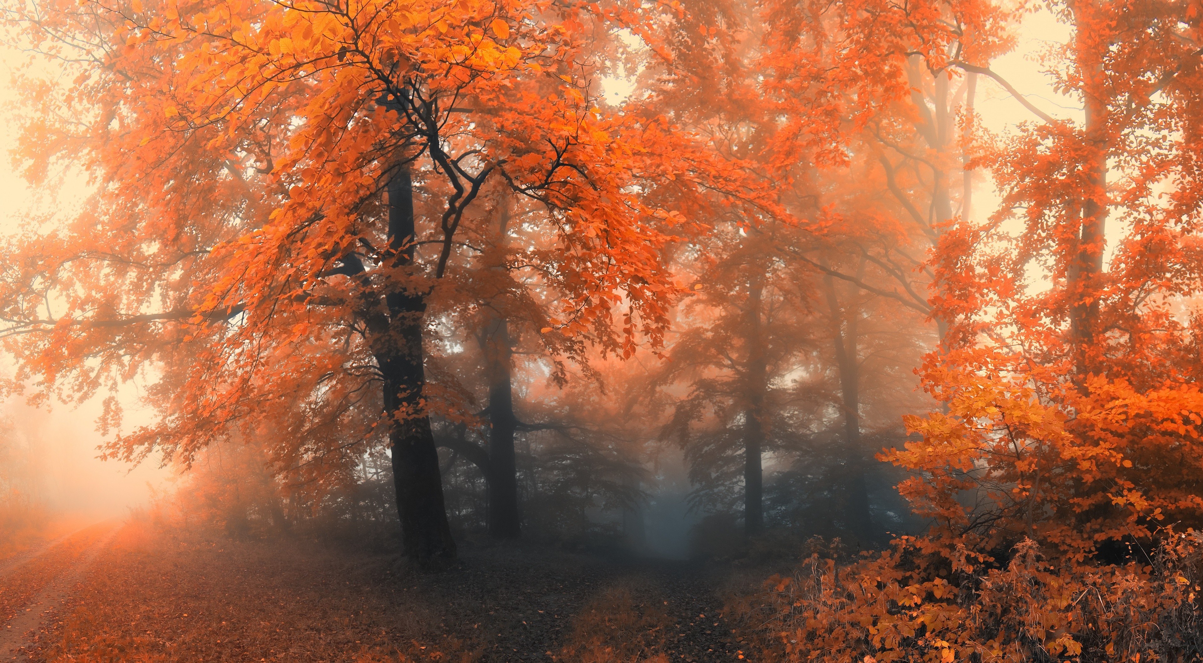 Autumn forest in mist