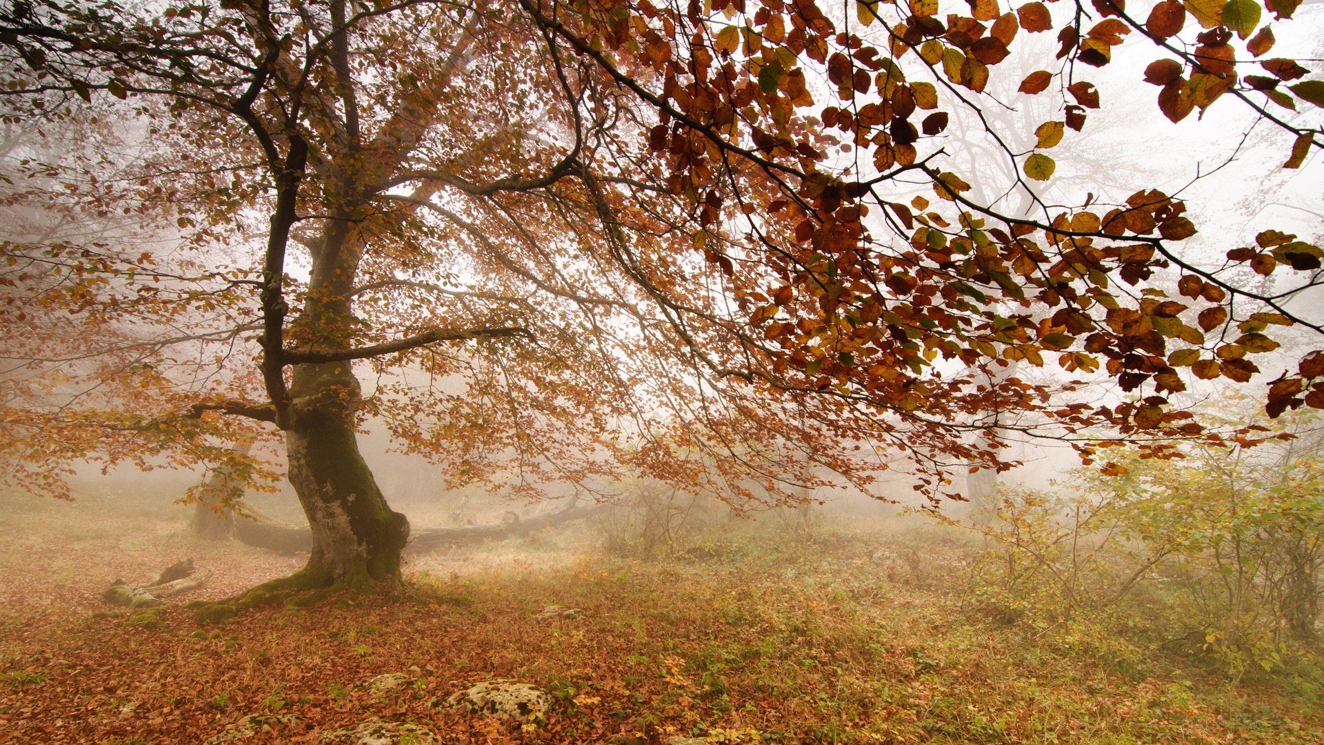Autumn forest in mist