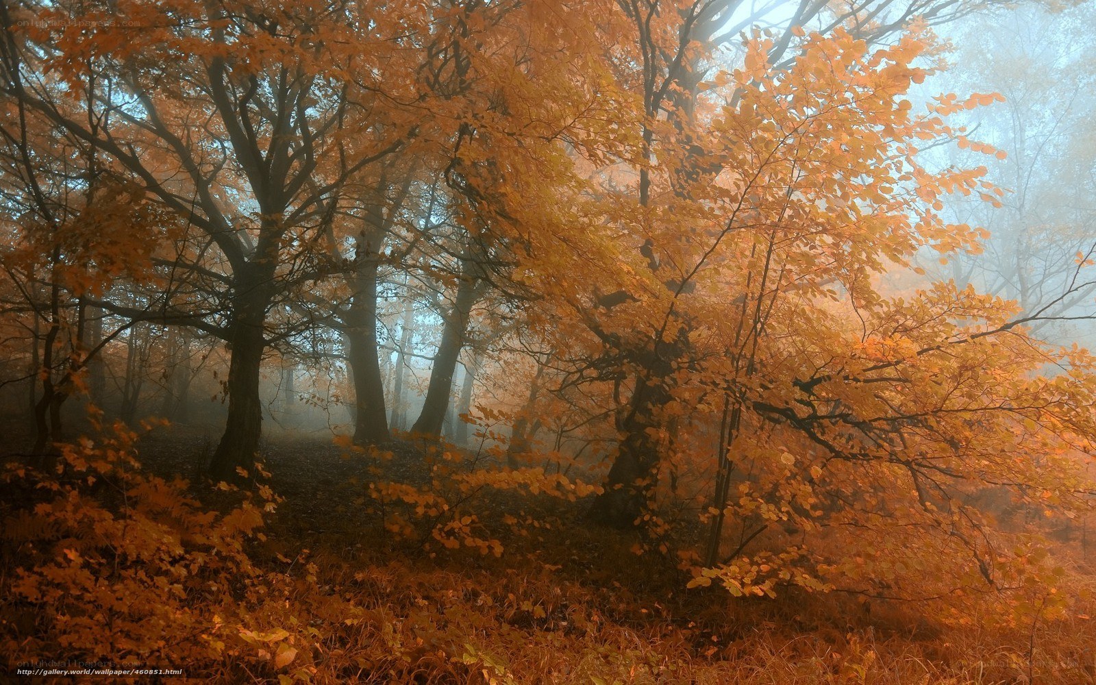 Autumn forest in mist