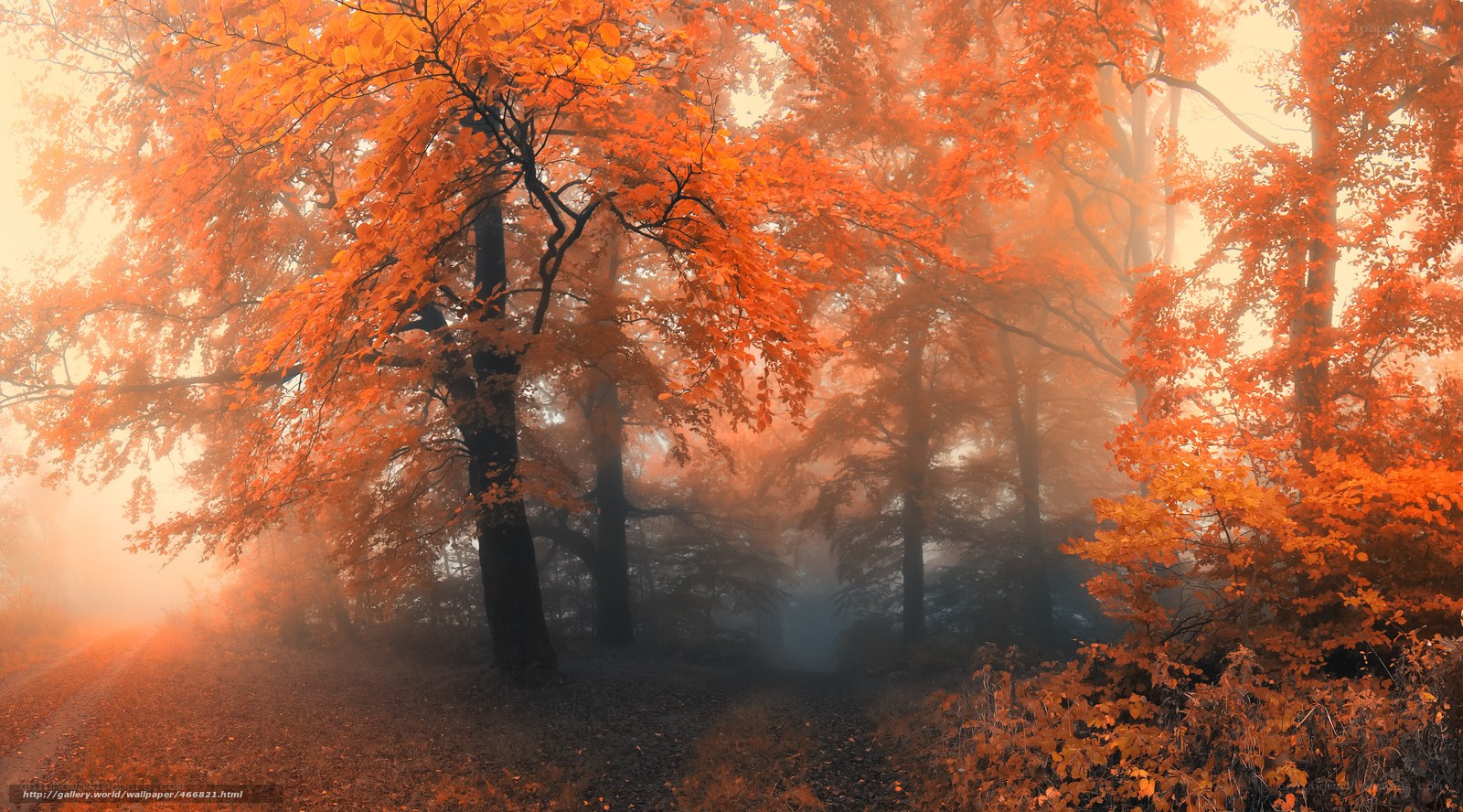 Autumn forest in mist