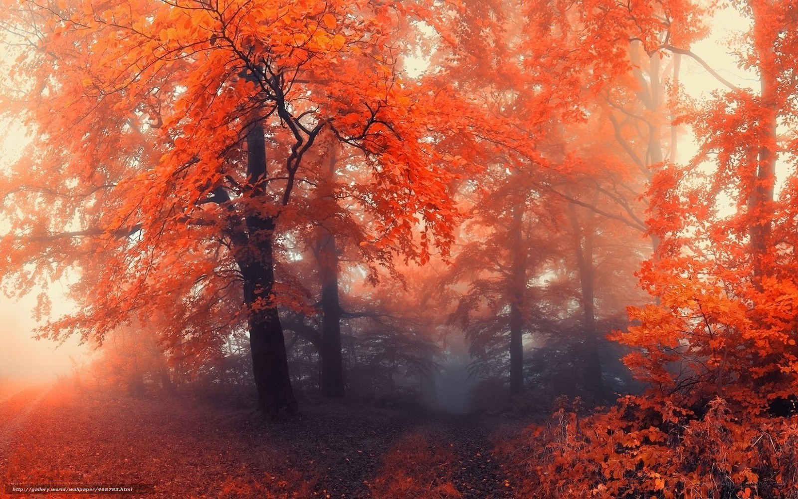 Autumn forest in mist