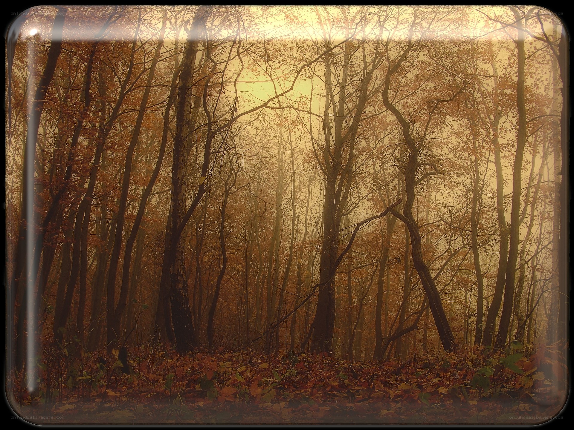 Autumn forest in mist