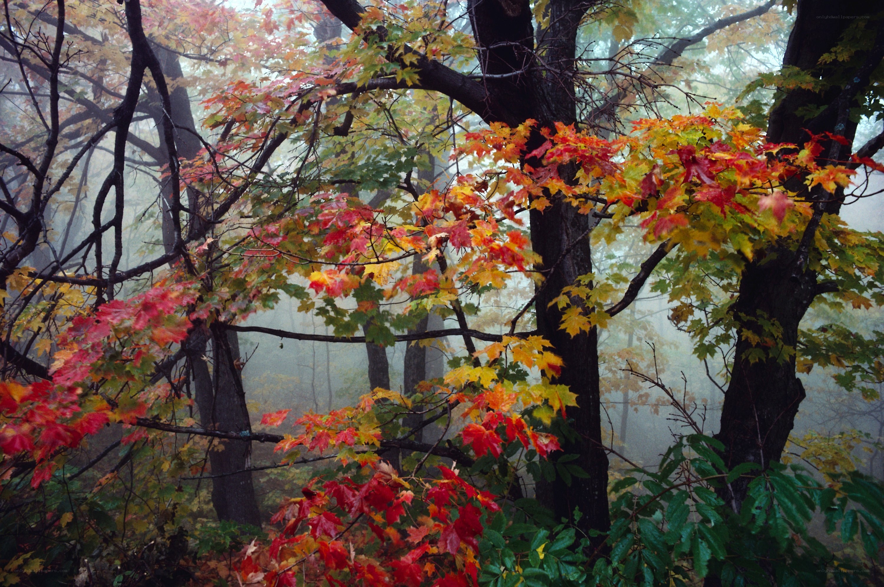 Autumn forest in mist