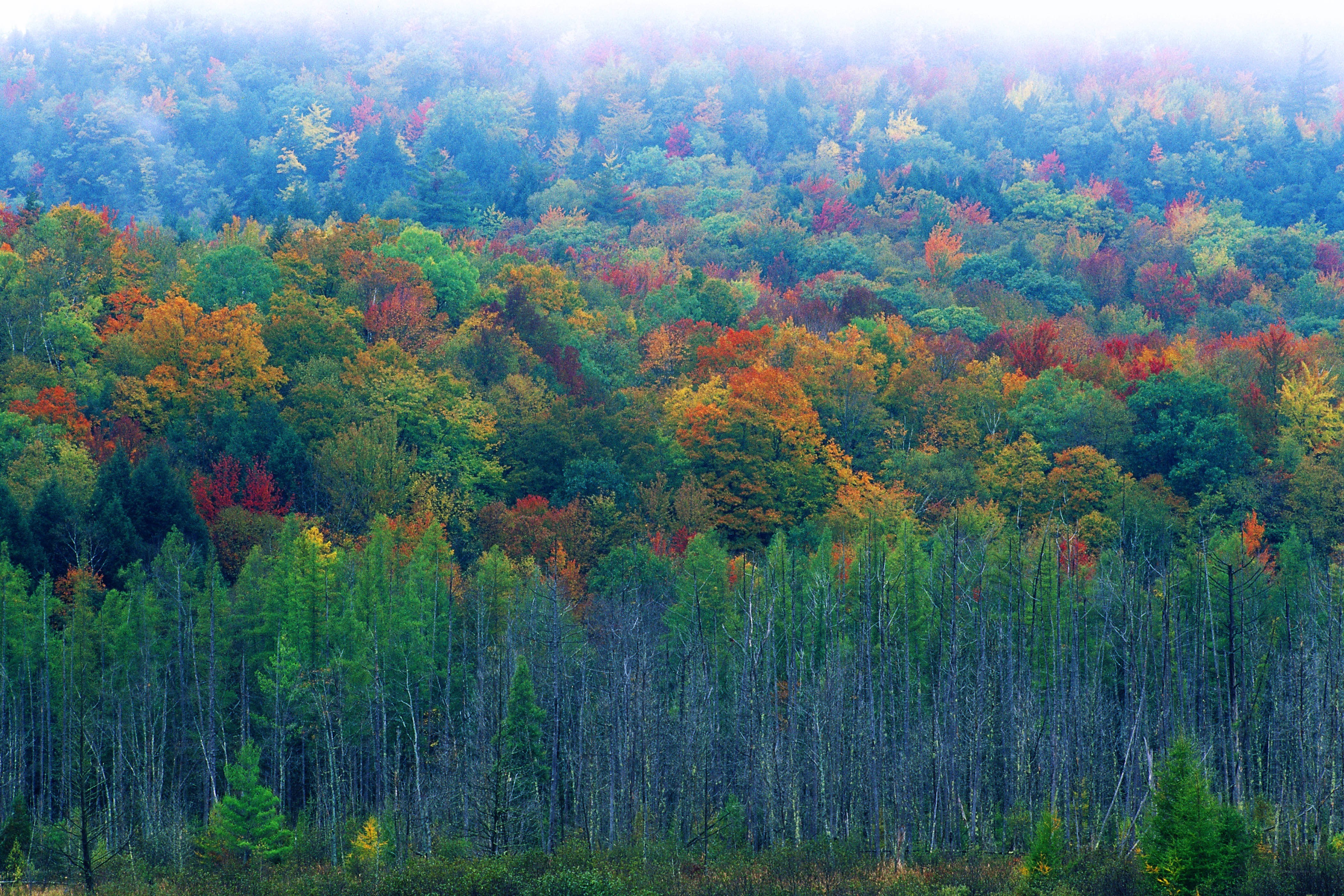 Autumn forest in mist