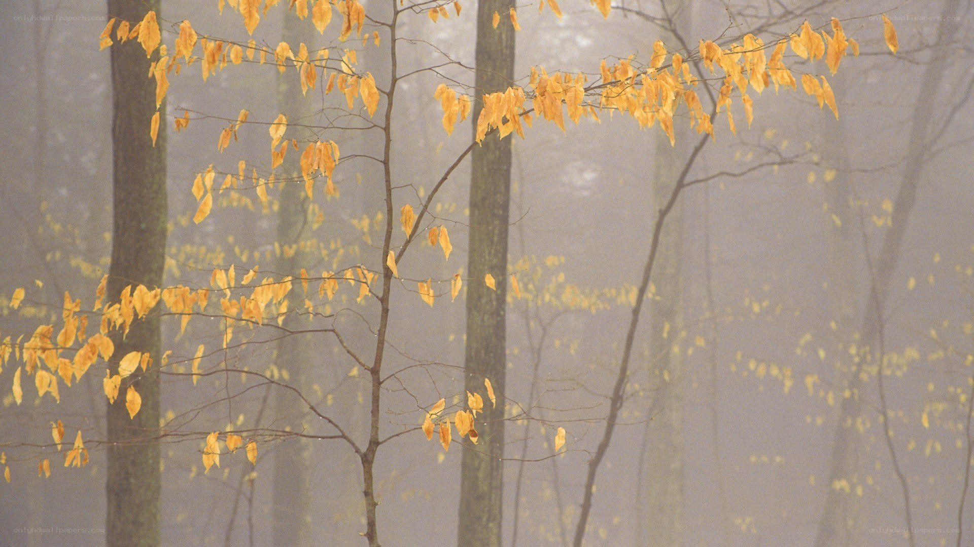 Autumn forest in mist