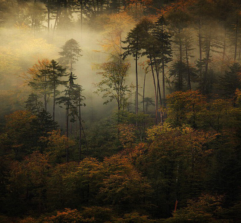 Autumn Forest in Mist — Green