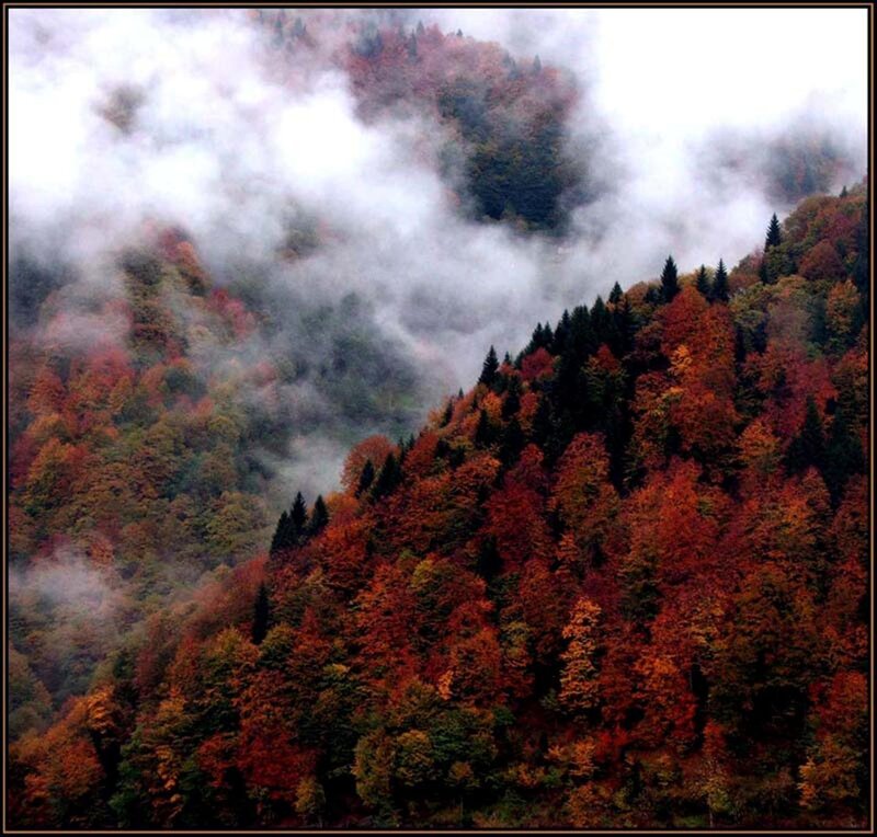 Autumn forest in misty mountains