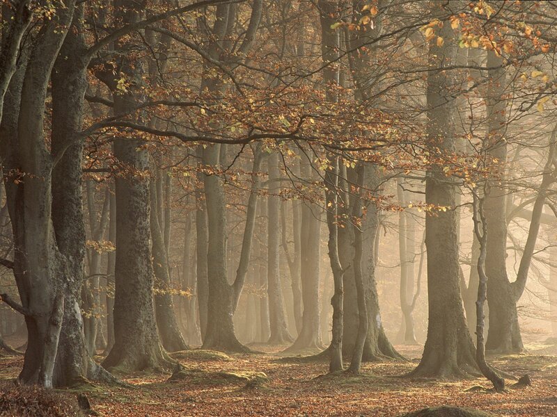 Autumn forest in morning mist