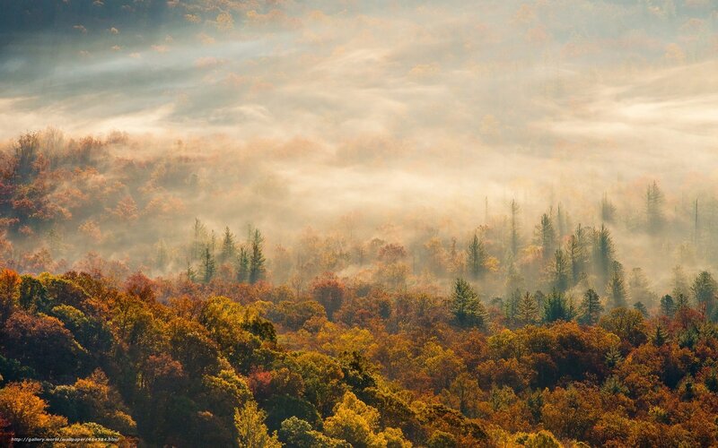 Autumn forest in morning mist