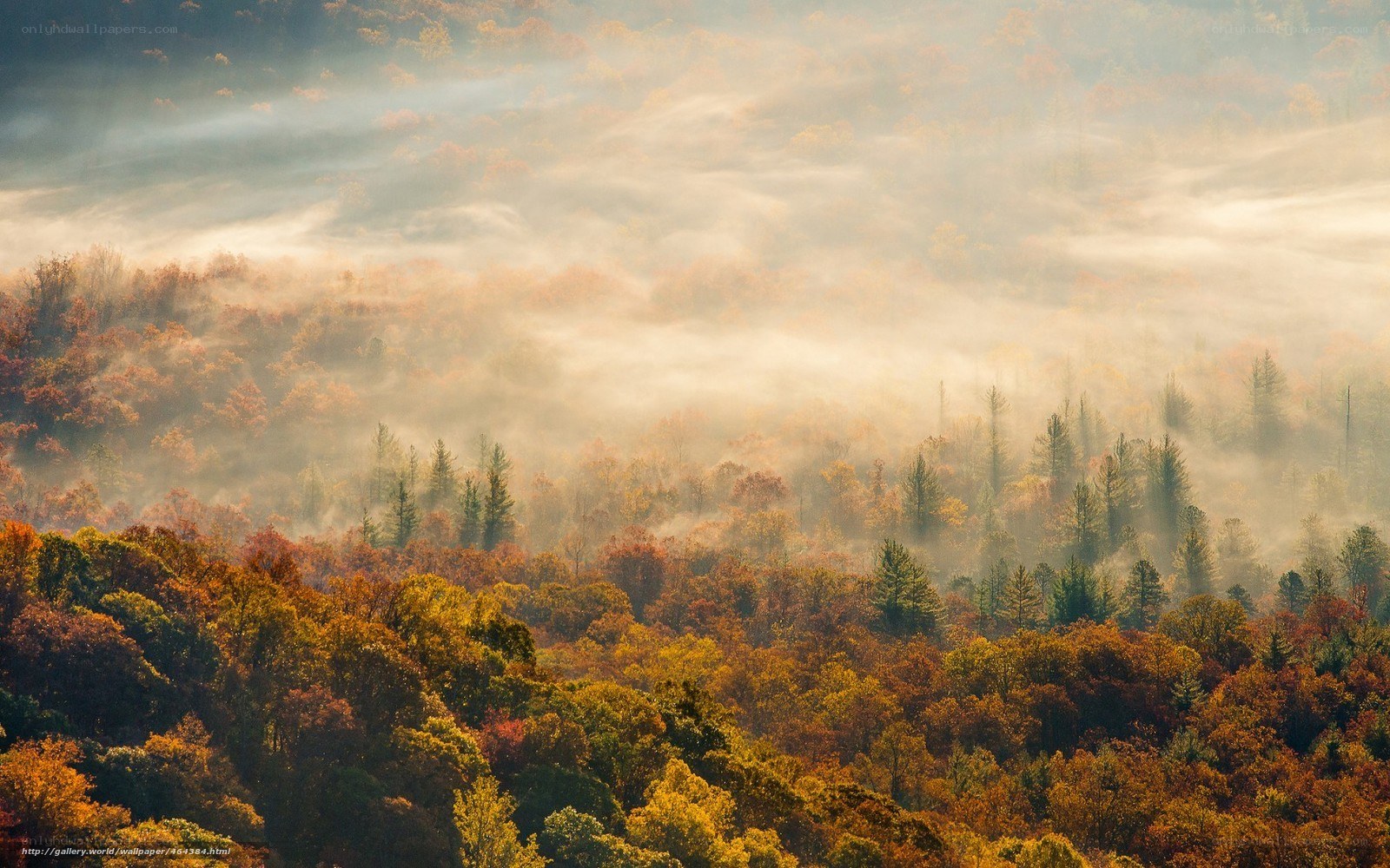 Autumn forest in morning mist