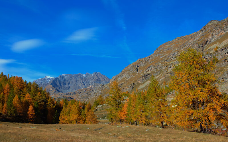 Autumn Forest in Mountains — Blue