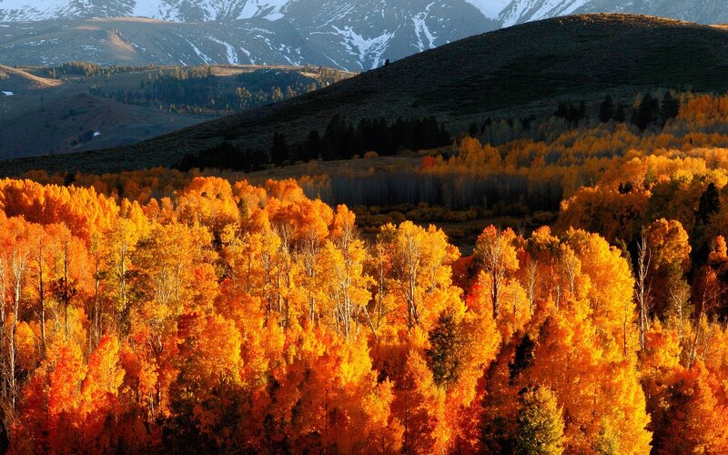 Autumn Forest in Mountains — Orange, Serene, Photograph