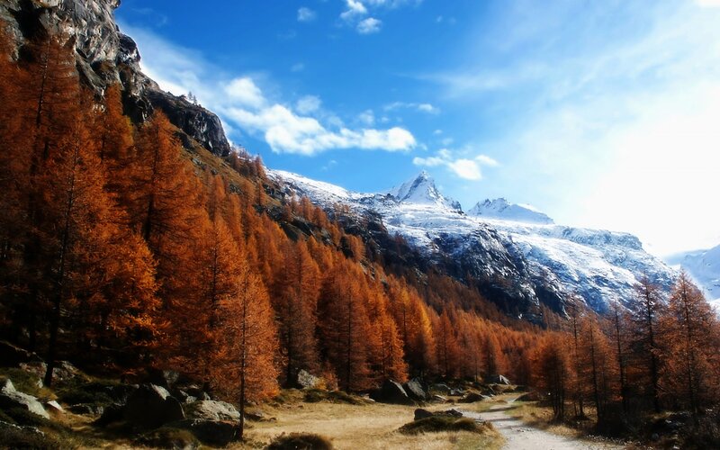 Autumn Forest in Mountains — Orange, Serene