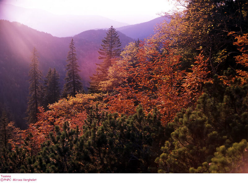 Autumn Forest in Mountains