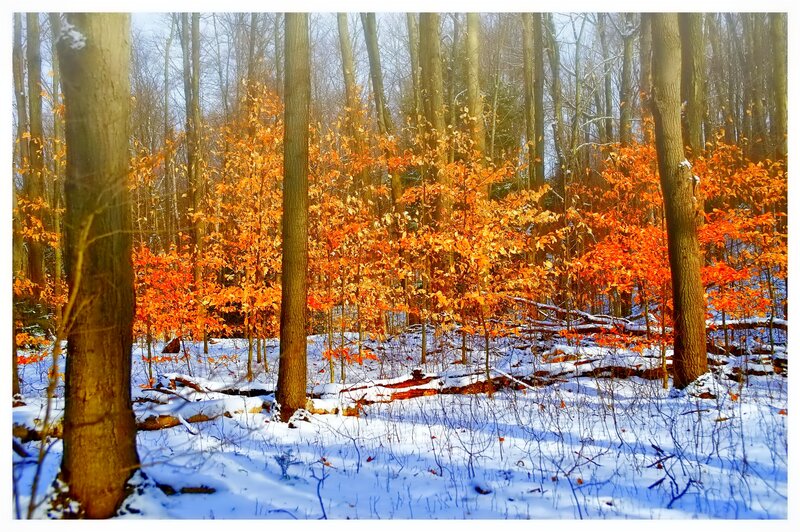 Autumn Forest in Snow