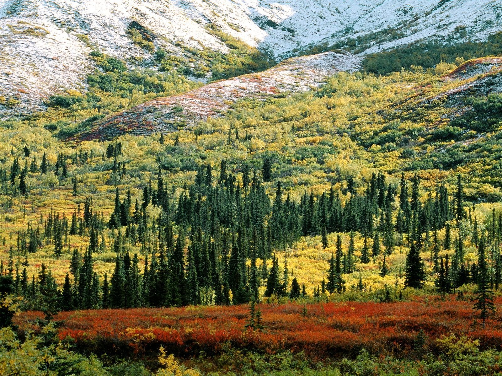 Autumn forest in snowy mountains
