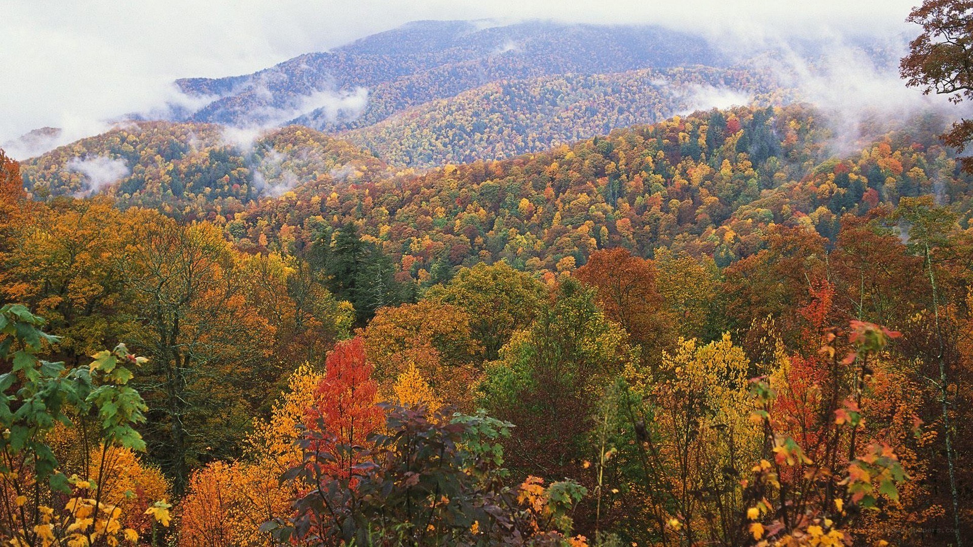 Autumn forest in the mountains