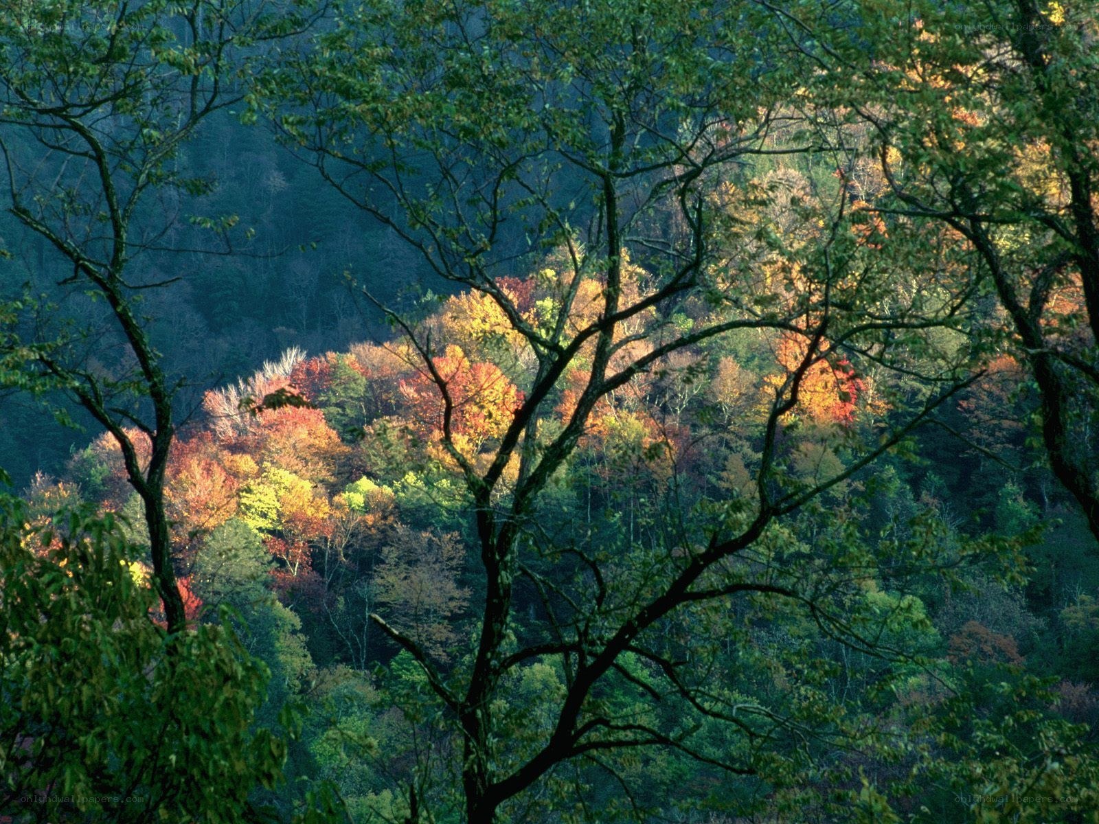 Autumn forest in the valley