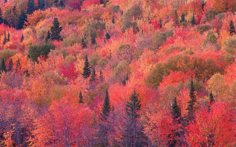 Autumn forest in vibrant colors