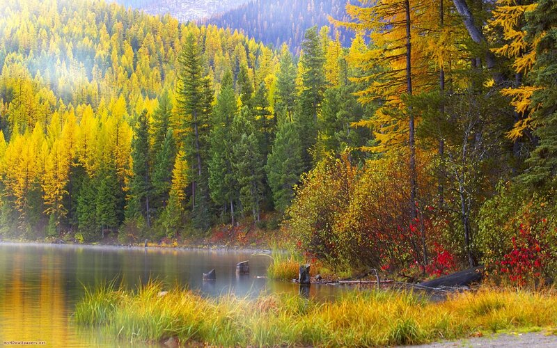 Autumn forest lake