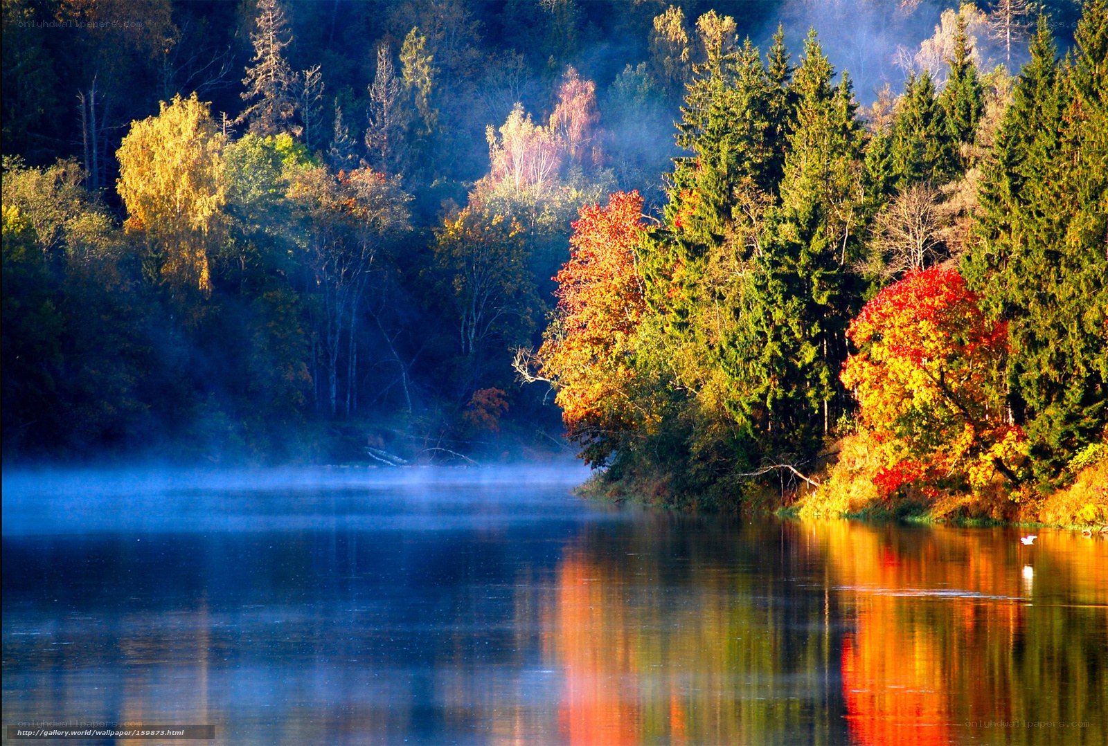 Autumn forest lake at dawn