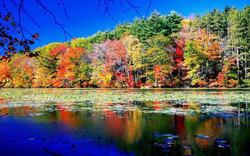 Autumn Forest Lake — Blue, Serene, Photograph, Trees, Lily Pads