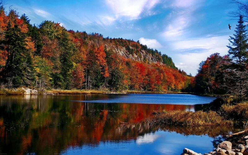 Autumn Forest Lake — Blue, Serene, Photograph, Trees, Mountain, Bird, Sky