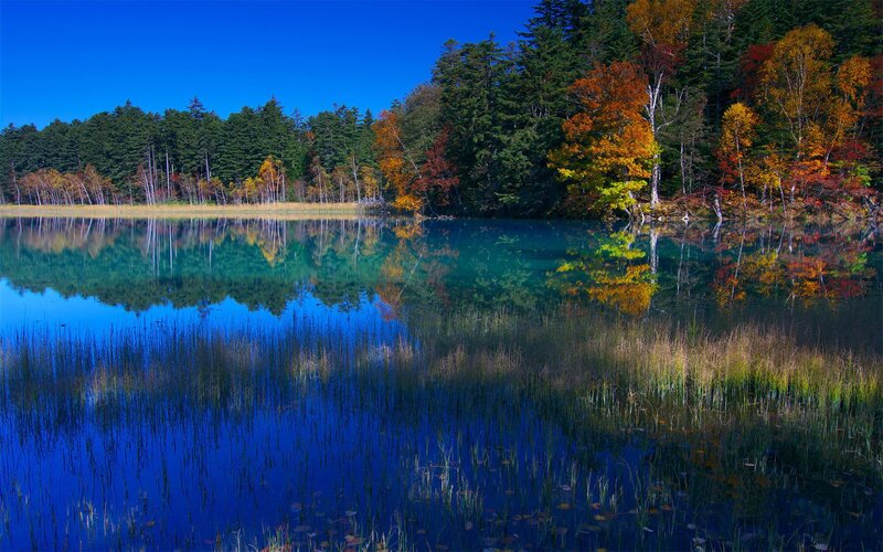Autumn Forest Lake — Blue, Serene, Photograph, Trees, Reflection, Reeds, Green, Orange