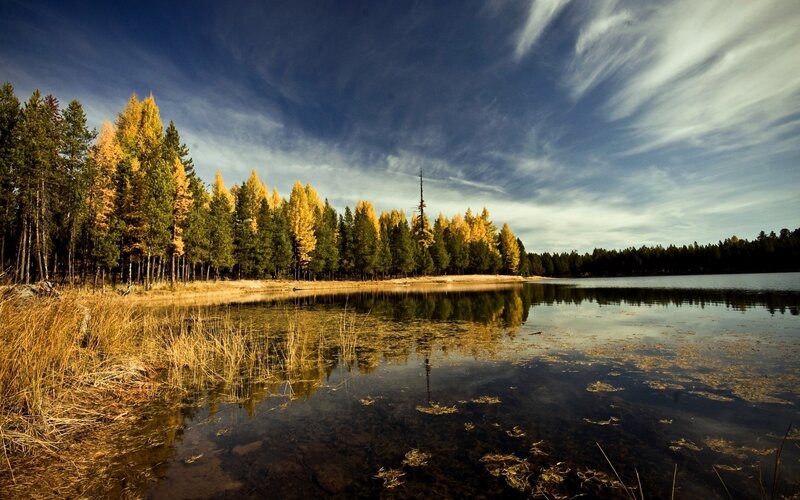 Autumn Forest Lake — Blue, Serene, Photograph, Trees, Sky, Reflection, Reeds, Yellow